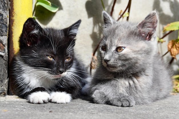 schattige kleine kittens liggen in de tuin en koesteren zich in de zon