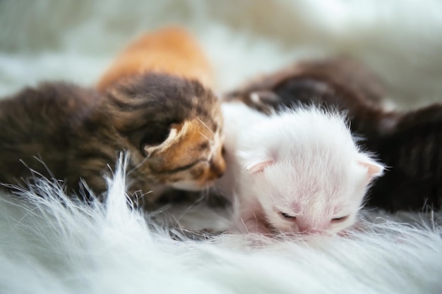 Schattige kleine kittens op zachte plaid thuis