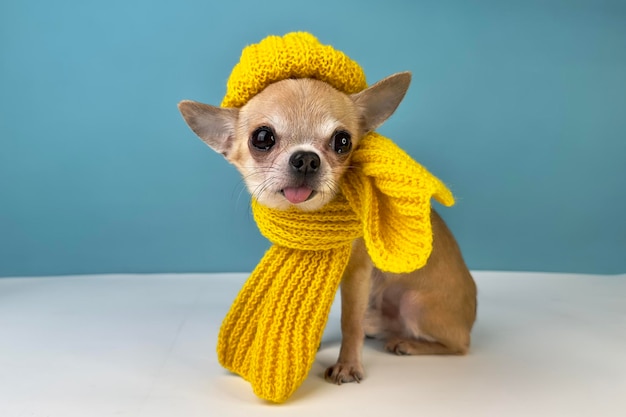 Schattige kleine kleine puppy Chihuahua hond in muts en sjaal Grappig huisdier in kleding