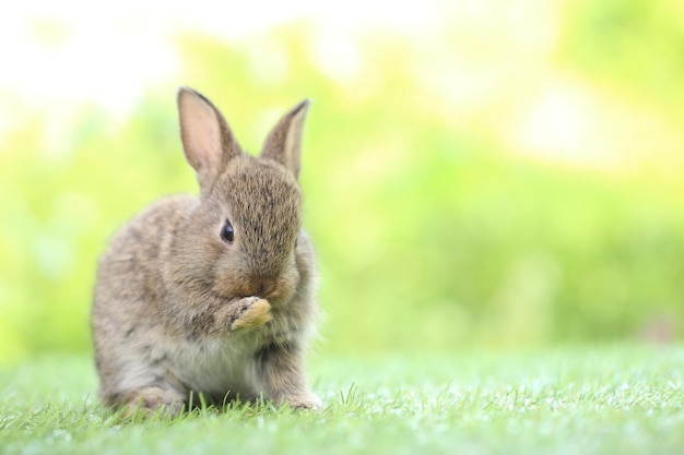 Schattige kleine konijn op groen gras met natuurlijke bokeh als achtergrond in de lente Jong schattig konijntje spelen in de tuin Liefdevol huisdier in het park