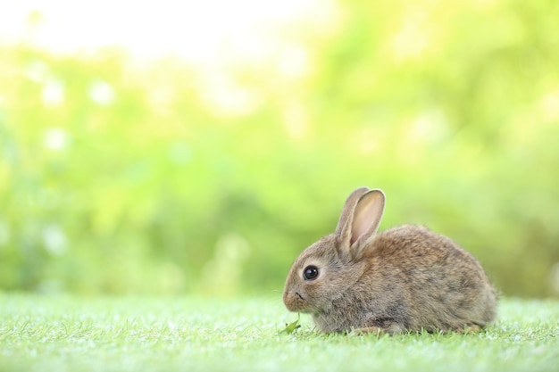 Schattige kleine konijn op groen gras met natuurlijke bokeh als achtergrond in de lente Jong schattig konijntje spelen in de tuin Liefdevol huisdier in het park