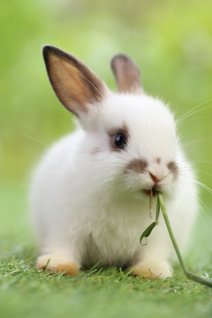 Schattige kleine konijn op groen gras met natuurlijke bokeh als achtergrond in de lente Jong schattig konijntje spelen in de tuin Liefdevol huisdier in het park