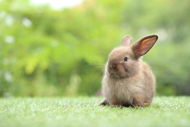 Schattige kleine konijn op groen gras met natuurlijke bokeh als achtergrond in de lente Jong schattig konijntje spelen in de tuin Liefdevol huisdier in het park