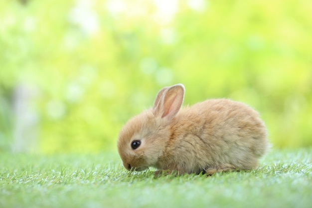 Schattige kleine konijn op groen gras met natuurlijke bokeh als achtergrond in de lente Jong schattig konijntje spelen in de tuin Liefdevol huisdier in het park