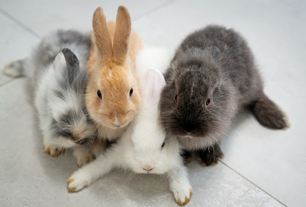 Schattige kleine konijnenfamilie