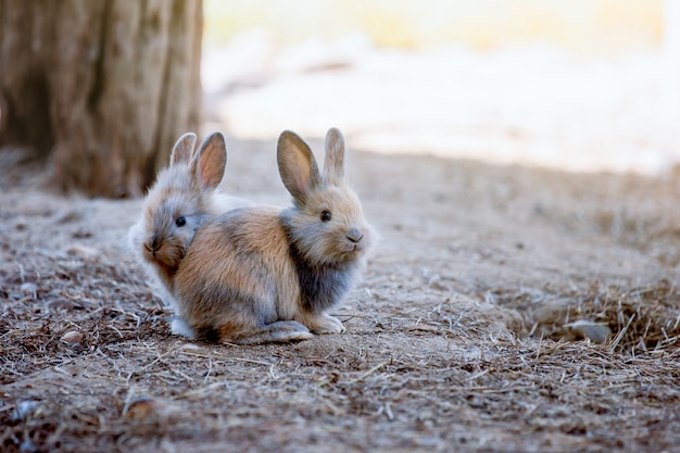 Schattige kleine konijntjes zittend op de grond