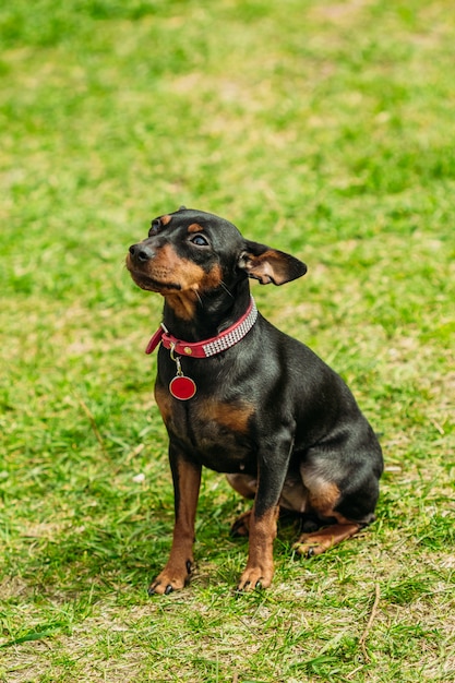 Schattige kleine miniaturen Pinscher op het gras