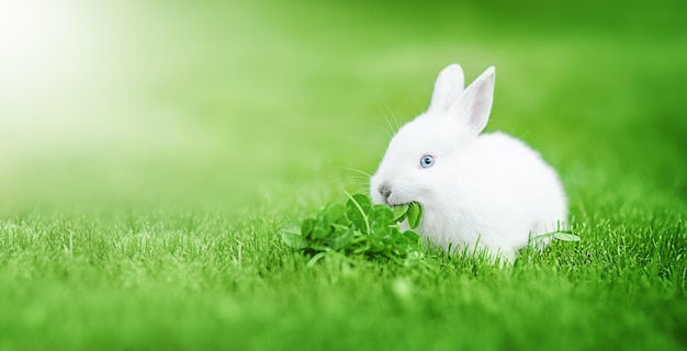 Schattige kleine paashaas in de wei Groen gras onder de zonnestralen