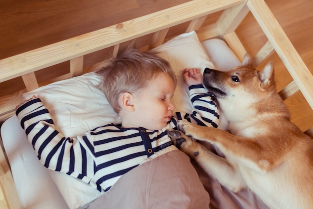 Schattige kleine peuter jongen slapen met grappige nad vriendelijke shiba inu hond op bed thuis