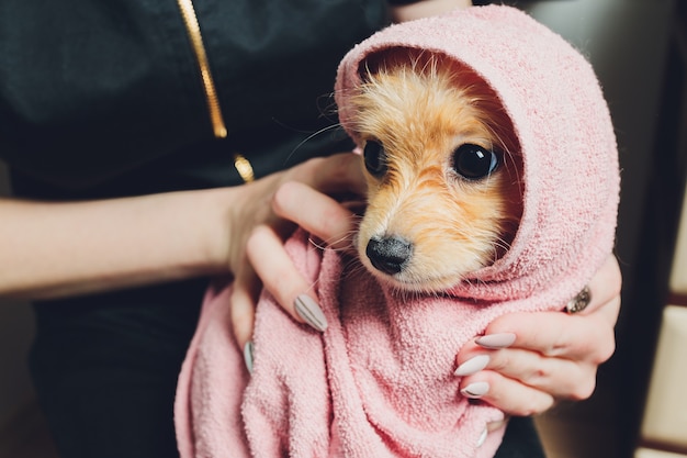 Foto schattige kleine pluizige pommeren hond in een witte en roze handdoek na bad, verzorging.