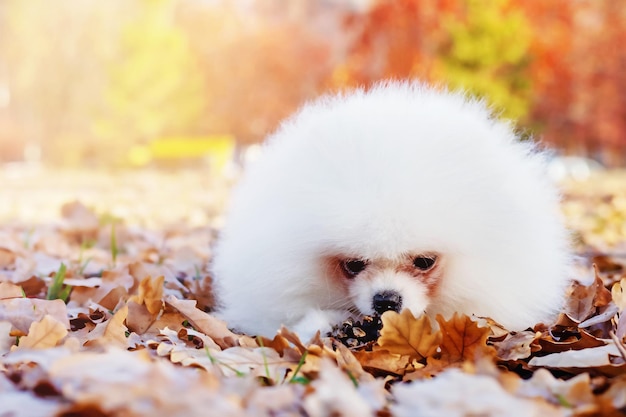 Schattige kleine pluizige witte Pommerse spits ligt in herfstbladeren op een zonnige warme dag in het park, close-up