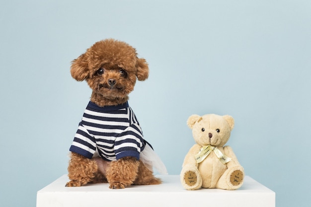 Schattige kleine poedel met speelgoed van een teddybeer op een blauwe muur