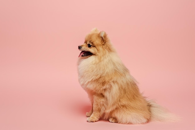 Schattige kleine pomeranian spitz hond op roze