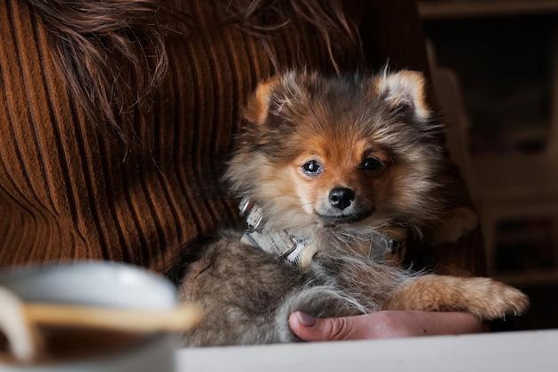 Schattige kleine Pommeren spitz hond liggend op de benen van de eigenaar