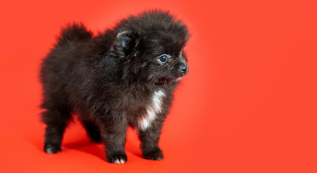 Schattige kleine Pommeren spitz puppy zittend op een rode achtergrond. Pluizige puppy