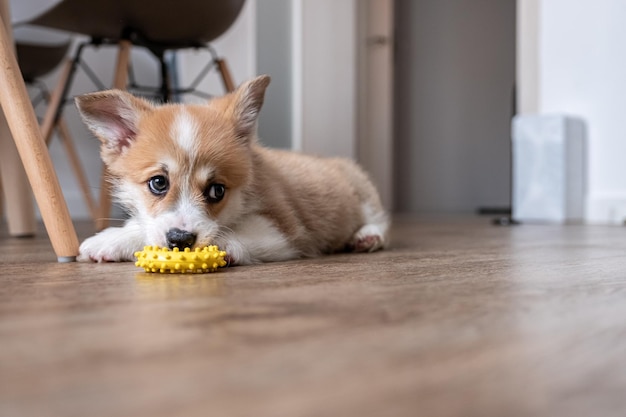 Schattige kleine puppy corgi