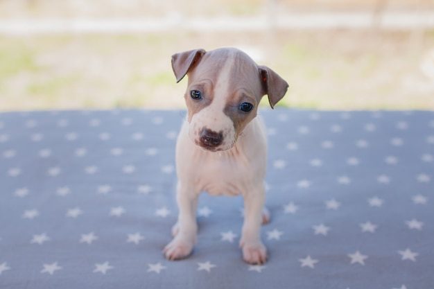 Schattige kleine puppy, een maand oud (American Hairless Terrier)