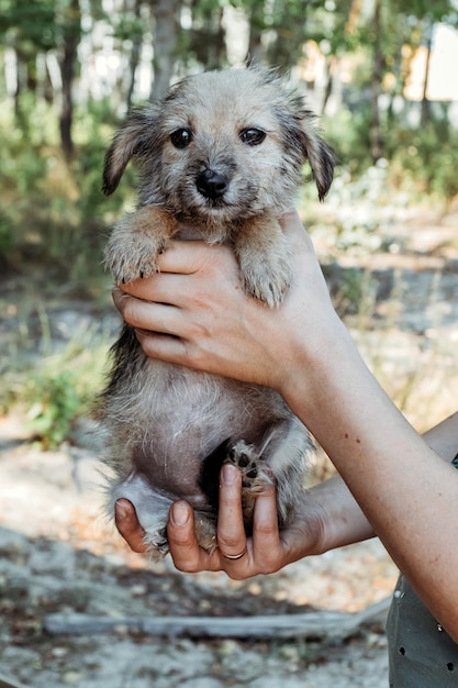 Schattige kleine puppy in handen van meisje.