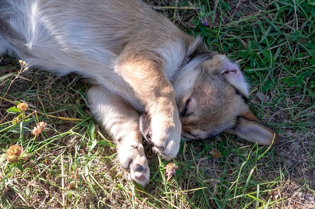 Schattige kleine puppy slaapt op een rietje