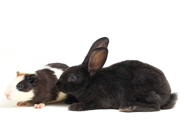 Schattige kleine rex zwart konijn en cavia