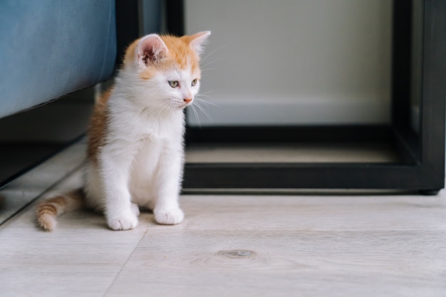 Schattige kleine rode kat verblijf op houten vloer met raam. Jonge schattige kleine rode kat. Ginger kitten spelen thuis. Leuke grappige huisdieren. Huisdieren en jonge kittens. Selectieve aandacht.