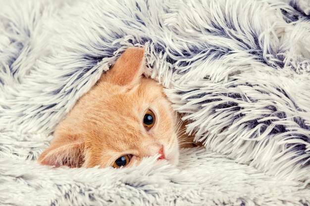 Schattige kleine rode kitten gluren onder de zachte warme blauwe deken