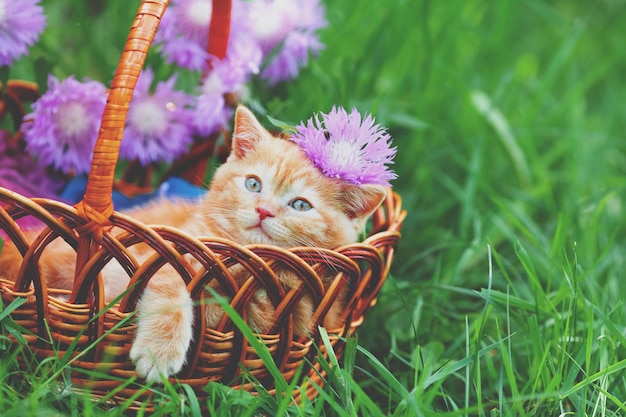 Schattige kleine rode kitten zittend in een mand op een bloemengazon