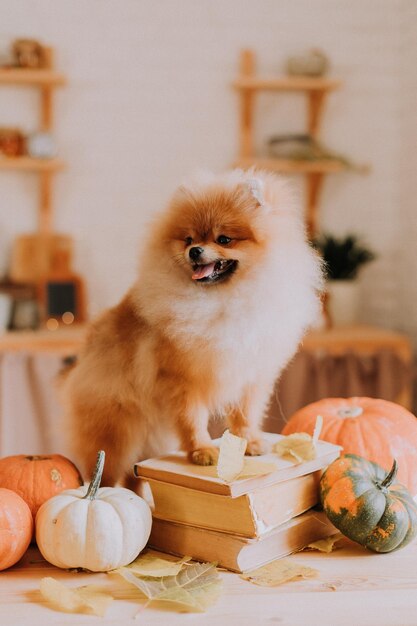 Schattige kleine rode pluizige schpitz staat met zijn voorpoten op een stapel boeken en kijkt weg. hond onder pompoenen. producten voor huisdieren. warm herfstconcept. Hoge kwaliteit foto