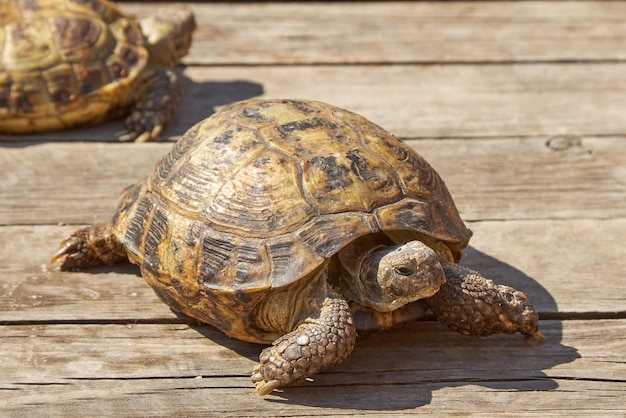 Schattige kleine schildpad kruipt voortdurend op de houten vloer en beweegt zijn korte pootjes