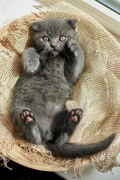 Schattige kleine Schotse Britse grijze kitten op de mand thuis grappige kat