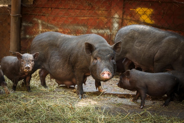 Schattige kleine Vietnamese zwarte biggen op de boerderij