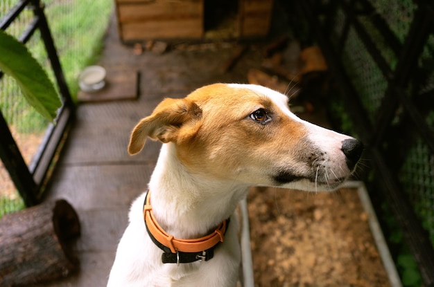 Schattige kleine vriendelijke hond in zijn verblijf