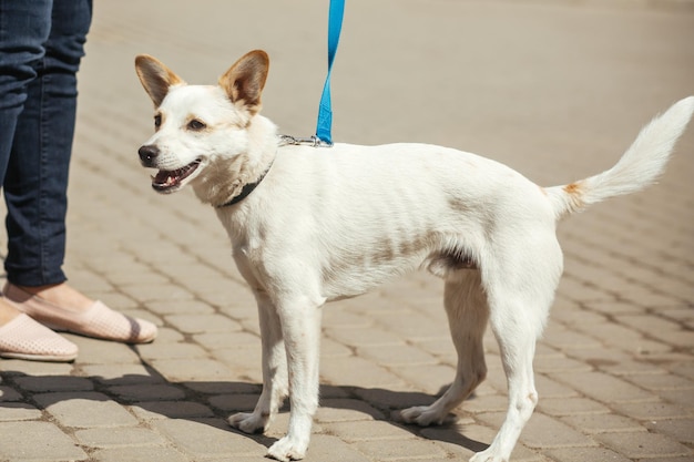 Schattige kleine witte hond die aan de leiband loopt in de zonnige straat, een dakloos hondje