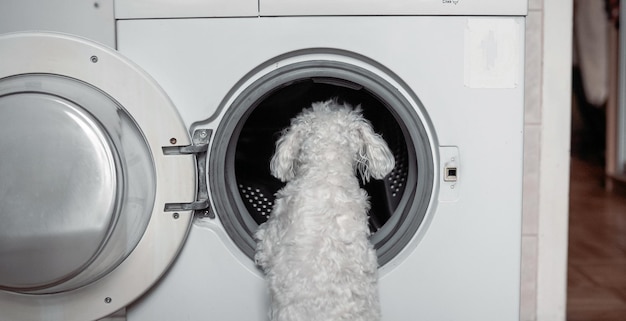 Schattige kleine witte hond op zoek naar wasmachine