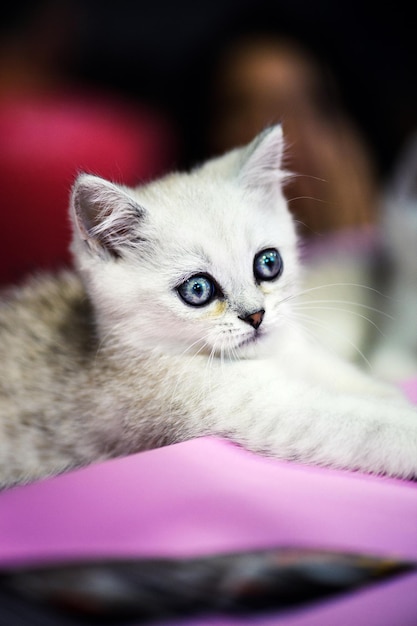 Schattige kleine witte kitten