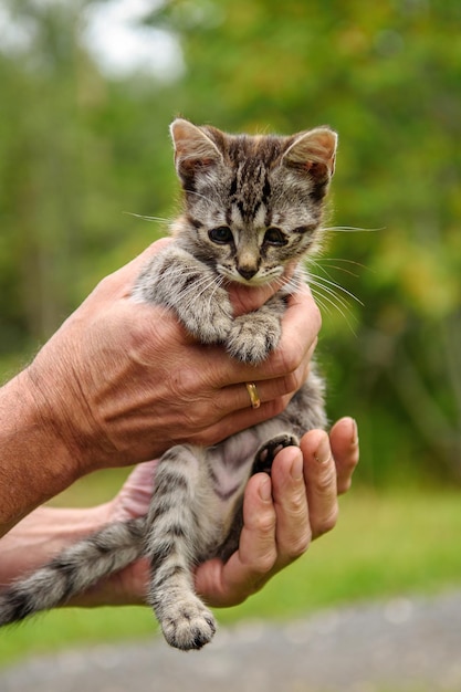 Schattige kleine zieke dakloze kitten met ontstoken ogen in de handen van een man Help een verdwaalde gestreepte jonge kitten Selectieve focus wazig achtergrond