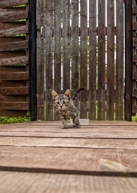 Schattige kleine zieke dakloze kitten met ontstoken ogen loopt naar een persoon Een verdwaalde gestreepte jonge kat naast een hoge omheining Selectieve focus wazig achtergrond