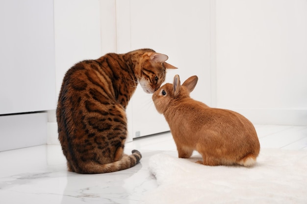 Schattige kleine zoete konijntje zoenen mooie Bengaalse kat binnenshuis op wit modern interieur. Dier, huisdier liefde, vriendschap, relatie, Valentijnsdag, lifestyle concept