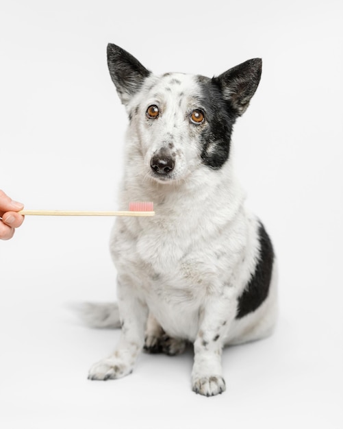 Schattige kleine zwart-witte hond poetst tanden.