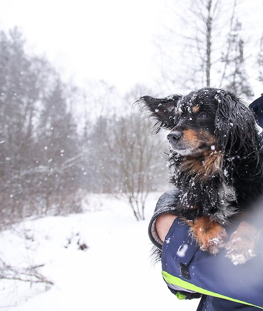 Schattige kleine zwarte bang hond zittend op iemands handen in besneeuwde winter park.