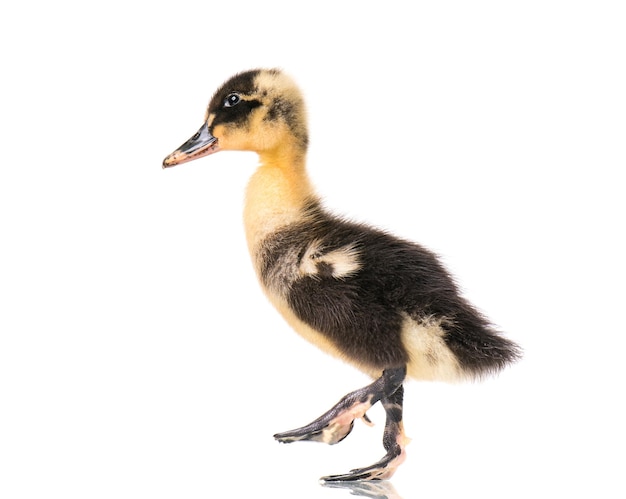 Schattige kleine zwarte pasgeboren eendje geïsoleerd op witte achtergrond Nieuw uitgekomen eendje op een kippenboerderij