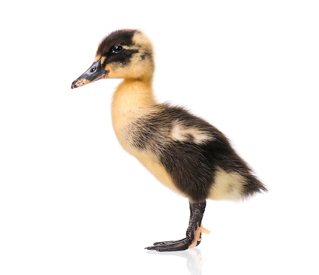 Schattige kleine zwarte pasgeboren eendje geïsoleerd op witte achtergrond Nieuw uitgekomen eendje op een kippenboerderij