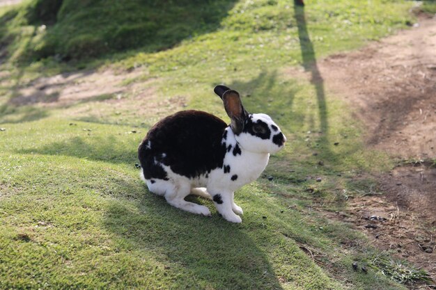 schattige konijntjes spelen en ontspannen op het groene gras in het park