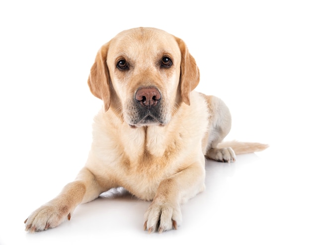 Schattige labrador op een witte achtergrond