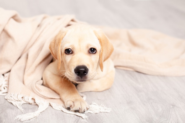 Schattige Labrador puppy ligt op de vloer onder de deken van het huis. Huisdier. Hond. Hoge kwaliteit foto