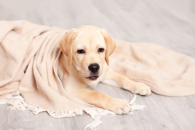 Schattige Labrador puppy ligt op de vloer onder de deken van het huis. Huisdier. Hond. Hoge kwaliteit foto