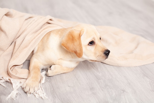 Schattige Labrador puppy ligt op de vloer onder de deken van het huis. Huisdier. Hond. Hoge kwaliteit foto