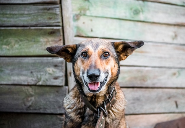 Schattige lachende hond Geïsoleerd op een houten achtergrond schattige hond toont zijn witte tanden en tong