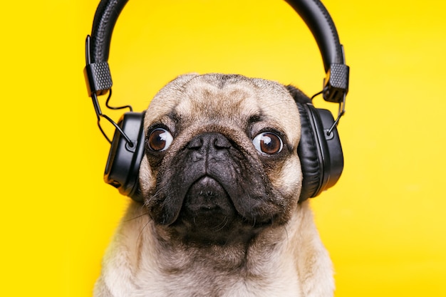 Schattige lachende hond luisteren naar muziek in de koptelefoon.