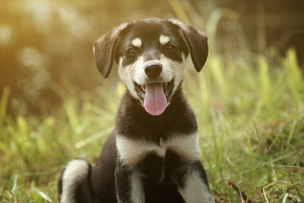 Schattige lachende puppy